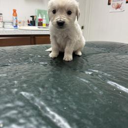No collar boy - Light golden male Golden Retriever puppy in Radcliff, Kentucky from It’s A Golden Life