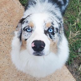 Brady - Australian Shepherd
