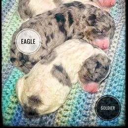 Assorted Doodle Crosses, Aussiedoodle, and Australian Shepherd Puppies from Faith, Feathers & FurBabies
