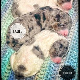Assorted Doodle Crosses, Aussiedoodle, and Australian Shepherd Puppies from Faith, Feathers & FurBabies