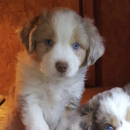 Aussiedoodles from House Merrills Minis and Doodles