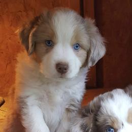 Aussiedoodles from House Merrills Minis and Doodles