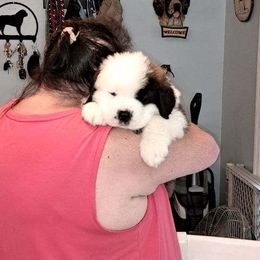 Saint Bernard Puppies from Wintercrest St. Bernards