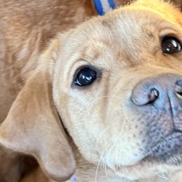 Golden Retrievers and Labrador Retrievers from Mulberry Retrievers