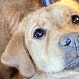 Golden Retrievers and Labrador Retrievers from Mulberry Retrievers