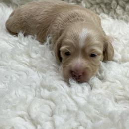 Bella - Cream female Dachshund puppy in Council Hill, Oklahoma from Rocky Springs Ranch