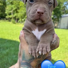 American Bully Puppies from TEXAS BULLY FAMILY