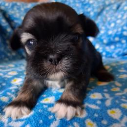 Brave - Tricolor male Shih Tzu puppy in Memphis, Tennessee from Lady and the Tramp