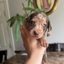 Pink - Dapple female Dachshund puppy in Yuba City, California from Mulberry Dachshunds
