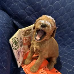 Goldendoodle All Grown Up from Pomegranate Doodles