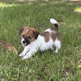 Bruno x Mya Female 3 - White and tan female Russell Terrier puppy in Ocala, Florida from Jumping Jacks Russells