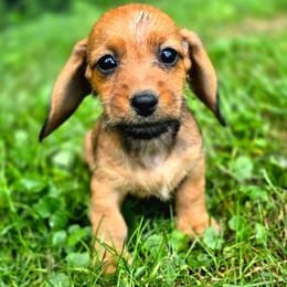 Pluto - Sable male Dachshund puppy in Lebanon, Ohio from Golden Acres Dachshunds