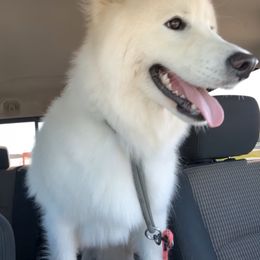 Silvers Puppy - White female Samoyed puppy in Lorain, Ohio from Stirling Silver Samoyeds
