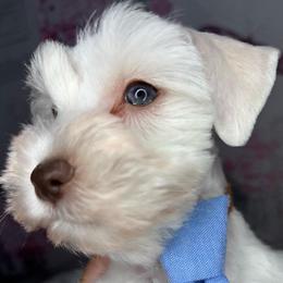 Jasper - White male Miniature Schnauzer puppy in St. Cloud, Florida from Koki’s Paws Legacy