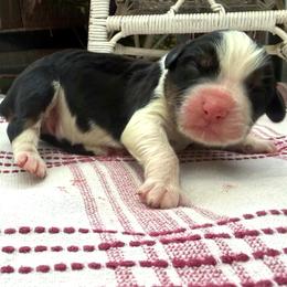 Mistle Toe - Black tri-color female Australian Shepherd puppy in Boise, Idaho from Black Canyon Corral Aussies