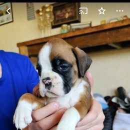 Boxer and Shih Tzu Puppies from L&L European Boxers and Shih Tzus
