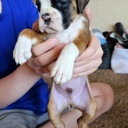 Boxer and Shih Tzu Puppies from L&L European Boxers and Shih Tzus