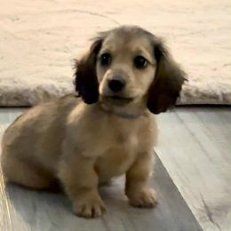 MAX - Cream male Dachshund puppy in Visalia, California from DachGraston Dachshunds