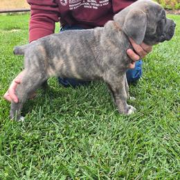 Orange collar - Chestnut brindle male Cane Corso puppy in Springfield, Oregon from PNW Cane Corsos