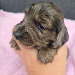Mocha - Dapple female Dachshund puppy in Riverdale, Utah from Behive Doxies