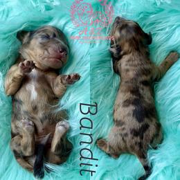 Bandit - Brindle male Dachshund puppy in Hornbeck, Louisiana from A&Z Mini Dachshunds