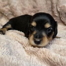 Clover - Black and cream male Dachshund puppy in Tucson, Arizona from Crowned Doxies