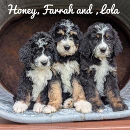Farrah - Tri-color female Bernedoodle puppy in Lancaster, Minnesota from Richardville Hunde