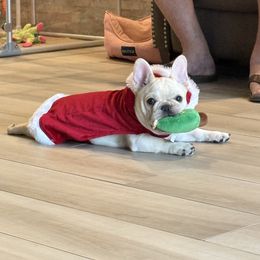 Black collar - French Bulldog puppy from Big Daddy Frenchies