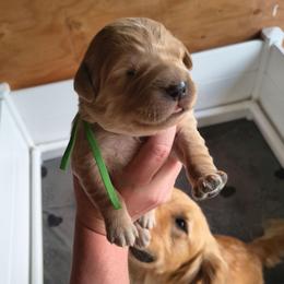 Buzz - Green collar (2nd pick male) - Light golden male Golden Retriever puppy in Tenino, Washington from Oak River Goldens'
