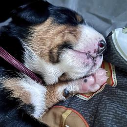 Appenzeller Sennenhund Puppies from HussarRidge