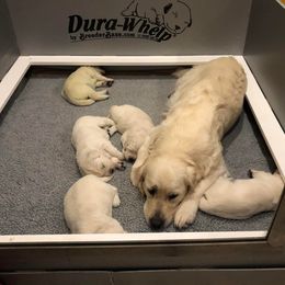 Golden Retriever Puppies from West Coast Cream Goldens