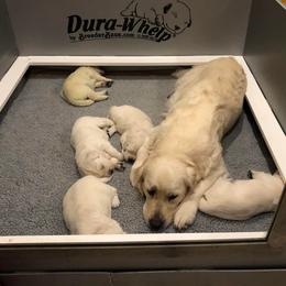 Golden Retriever Puppies from West Coast Cream Goldens