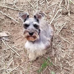 Lilly - Miniature Schnauzer