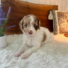 Polly - White and red merle female Bordoodle puppy in Valley Center, California from Circle R Valley Bordoodls