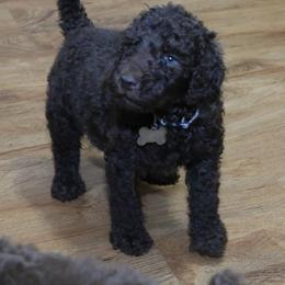 Poodle Puppies from RK'S Pets