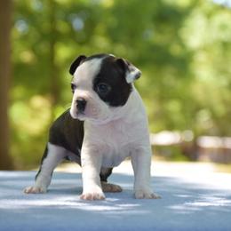 Bruno - Black brindle and white male Boston Terrier puppy in Conyers, Georgia from Dixe Hill Dogs