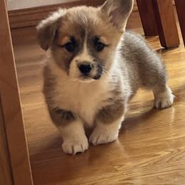 Flame - Red male Pembroke Welsh Corgi puppy in Vernal, Utah from Bingo's Kennel