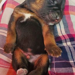 German Shepherds from Vacker Warin Engel