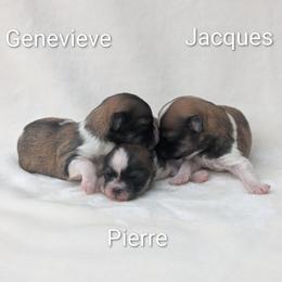 Havanese puppies from AKC Havanese and Bernese