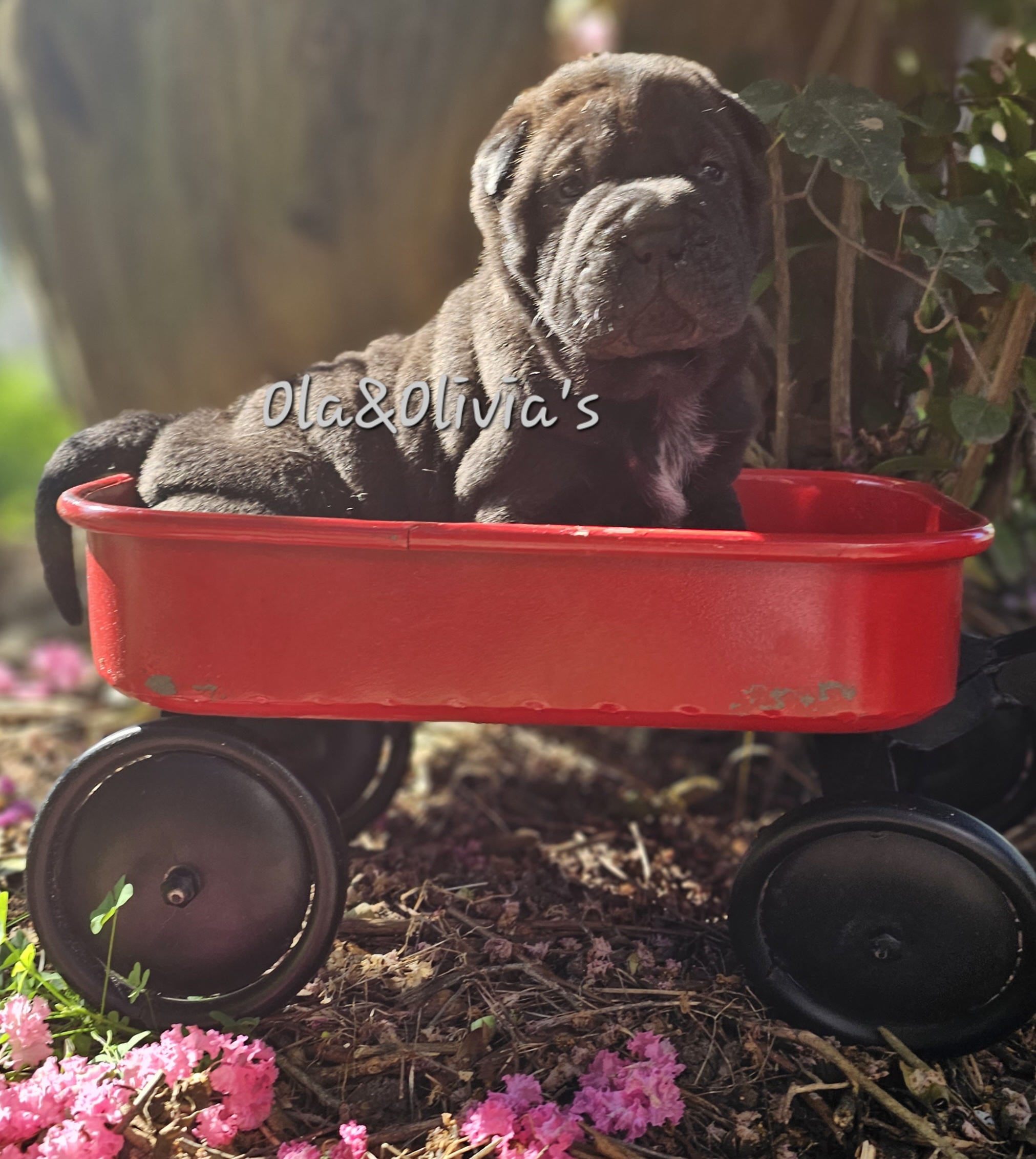 Chinese Shar-Pei Puppies from Zoey's Waggly Tails