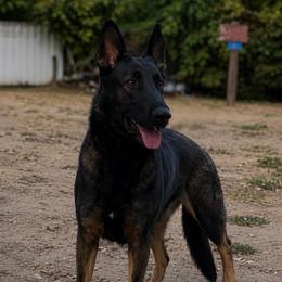 Jolene - German Shepherd