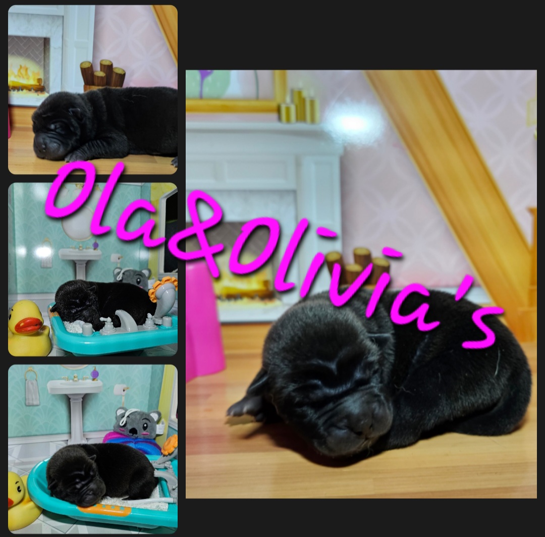 Chinese Shar-Pei Puppies from Zoey's Waggly Tails