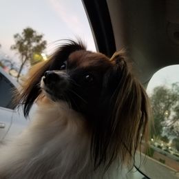 Papillon Puppies from AZSunshine K9's
