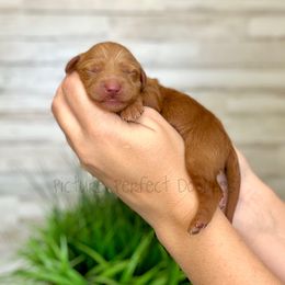 Yellow - Apricot male Goldendoodle puppy in St George, Utah from Picture Perfect Doodles