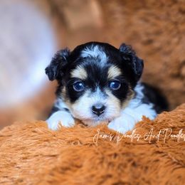 Anchorage - Black tri-color male Aussiedoodle puppy in Cleveland, Georgia from Jam's Doodles And Poodles