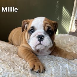 Bulldog Puppies from Mary Estabrook