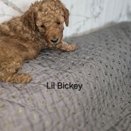 Poodle Puppies from Moving and Grooving Pups
