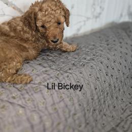 Poodle Puppies from Moving and Grooving Pups