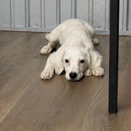 Honey - Orange belton female English Setter puppy in Rogers, Ohio from StoneyBrook Setters