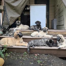 Anatolian Shepherd Dog puppies from Learning With Dogs